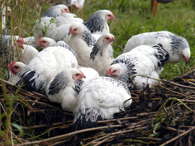 unsere Frühstückseileger