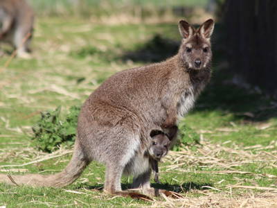 unsere Kängurus