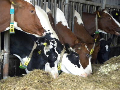 Bild 33 aus  Ferienhof Pulte