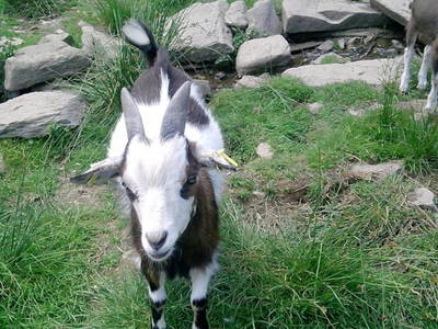 Bild 10 aus  Kriegerhof