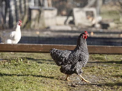 Bild 20 aus  Zaißlhäusl Hof inkl. Chiemgau-Karte ab 1.5.2026