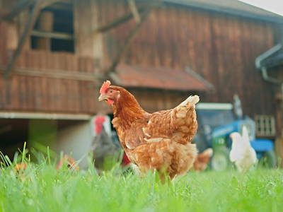 Bild 2 aus  Ferienbauernhof Reitberger - Brandl