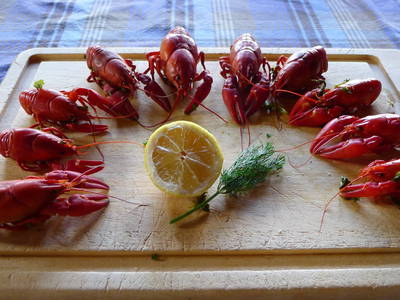 Fluss Krebse aus unserem Teich gut zubereitet sind schon ein Leckebissen!