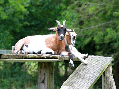 Bild 12 aus  Ostseeferienhof Tralau