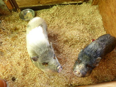 Bild 35 aus  Ferienhof Heuel