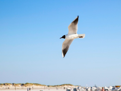 Bild 27 aus  Heverhus