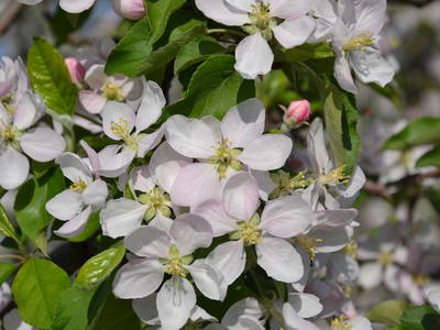 Bild 13 aus  Finkenhof