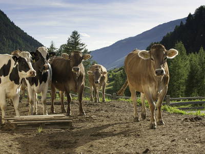 Bild 37 aus  BIO Bergbauernhof Inner-Glieshof