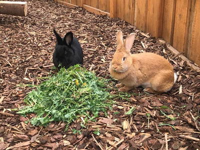 Bild 33 aus  Landkulturhof Glücksbringer