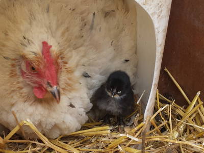 Bild 16 aus  Fredensminde Ferie