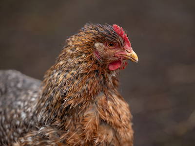 Ich passe auf alles auf