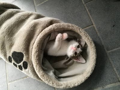 Bild 36 aus  Ferienhof Ritter im Harz