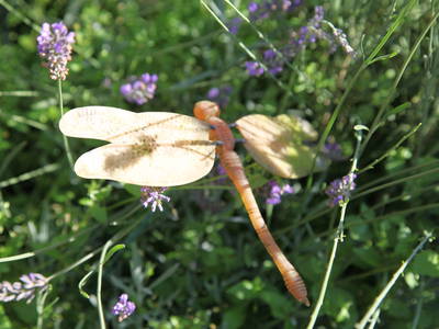Bild 26 aus  Steinermühle
