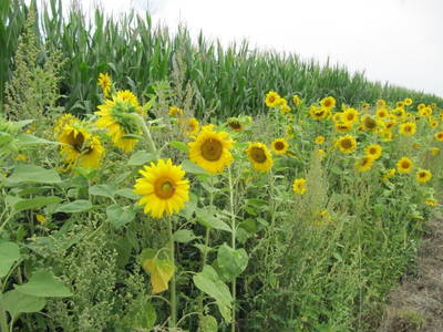 Bild 16 aus  Ferienhof Knoop