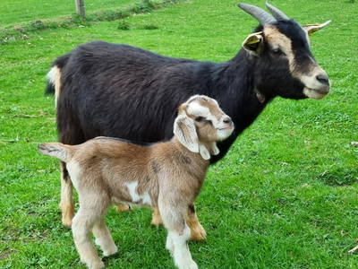 Bild 4 aus  Hof  Wesselmann