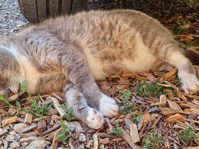 Bild 52 aus  Langenhof im Schwarzwald bei Oppenau