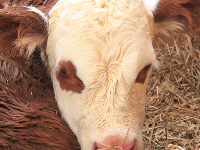 Bild 5 aus  Frongahof