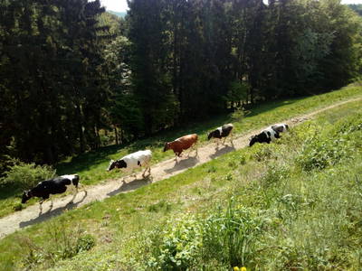 Bild 8 aus  Familienbauernhof Faß