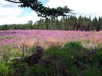 Bild 9 aus  Hof Dödesberg