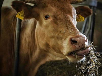 Bild 51 aus  Gerwenshof