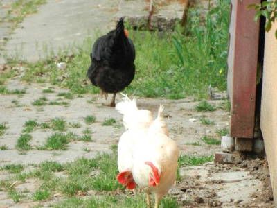 Bild 5 aus  Ferienbauernhof Am Hoersch