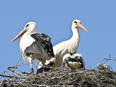 Bild 6 aus  Ferienhaus Meyer