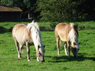 Bild 9 aus  Leverenzhof