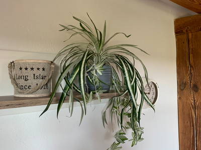 Bild 8 aus  Traumhafte Ferienwohnung am Wittenberghof