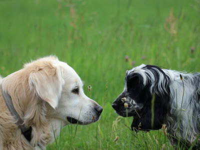 Bild 22 aus  Familienbauernhof Faß