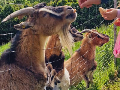 Bild 51 aus  Langenhof im Schwarzwald bei Oppenau