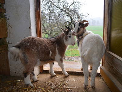 Bild 8 aus  Exenbacher Hof