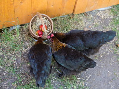 Bild 26 aus  LandSelection Biohof Fehmarn