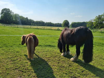 Bild 5 aus  Hof  Wesselmann