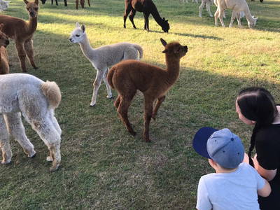 Bild 16 aus  Tiny House trifft Alpaka-Traum – Natururlaub mal anders!