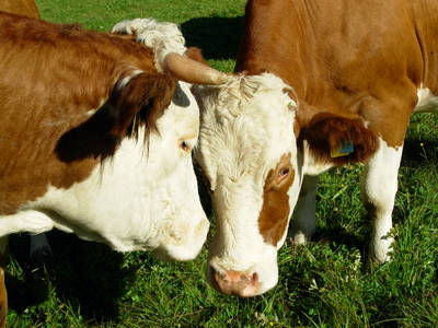 Bild 4 aus  Masererhof - Ferienbauernhof im Chiemgau