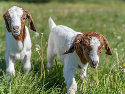 Bild 8 aus  Lindenhof