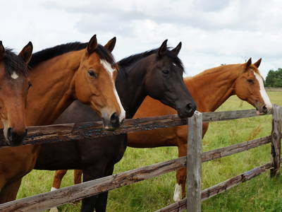 Bild 27 aus  Bernsteinreiter Hirschburg