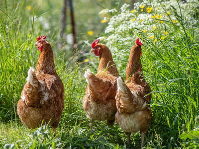 Bild 10 aus  Willmüllerhof