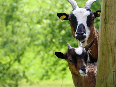 Bild 17 aus  Herbstbauernhof