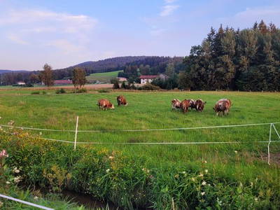 Bild 22 aus  Burgstallhof