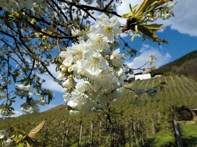 Bild 7 aus  Grannerhof - Urlaub auf dem Bauernhof