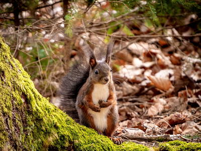 Bild 23 aus  Ferienhof Rösch