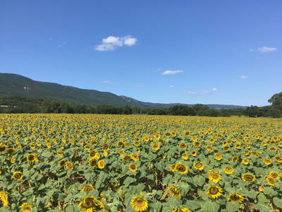 Bild 32 aus  Domaine de La Bastidonne (PROVENCE-LUBERON)
