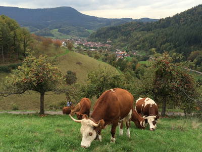 Bild 15 aus  Springhansenhof im Schwarzwald