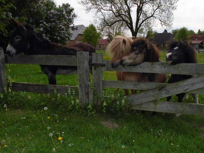 Bild 7 aus  Ferienparadies Schwalbenhof