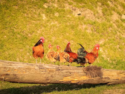 Bild 21 aus  Ferienhof Ostarle