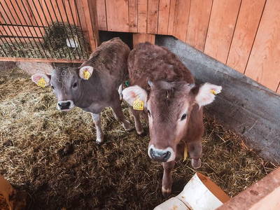 Bild 30 aus  Huber-Hof