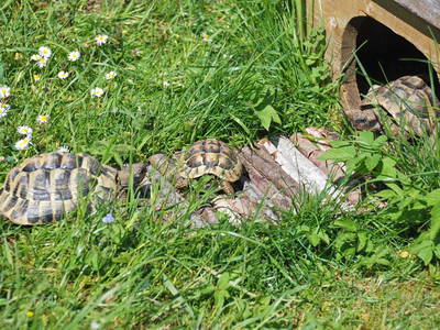 Bild 7 aus  Gmeinder's Landhaus