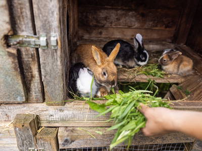 Bild 31 aus  Erholung - Natur pur - Urlaub auf dem Loyerhof