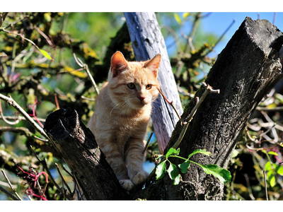 Bild 13 aus  Steffahof - Mitglied von LandSelection